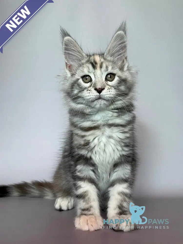 Gloria Maine Coon female black tortie silver tabby live animals
