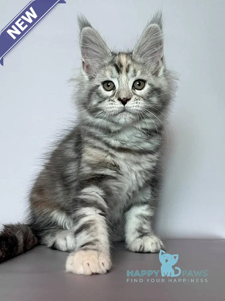 Gloria Maine Coon female black tortie silver tabby live animals