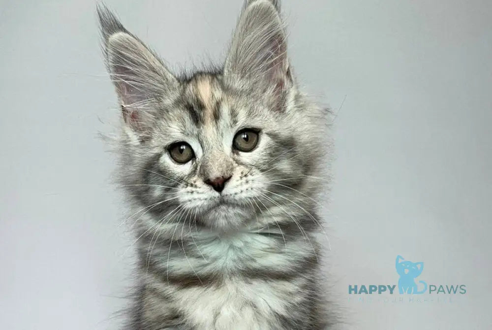 Gloria Maine Coon female black tortie silver tabby live animals