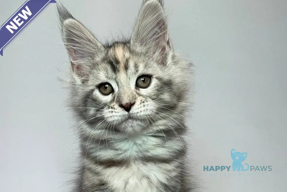 Gloria Maine Coon female black tortie silver tabby live animals