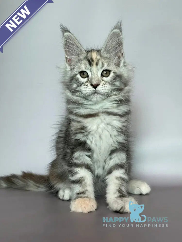 Gloria Maine Coon female black tortie silver tabby live animals
