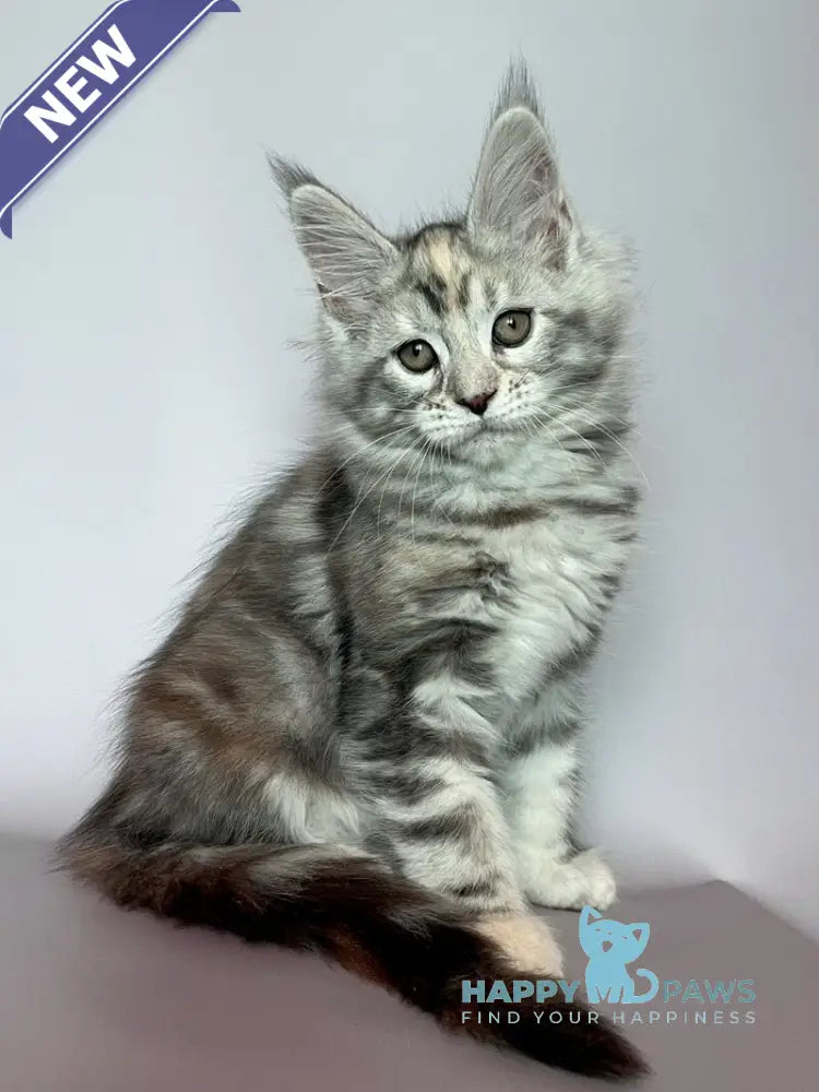 Gloria Maine Coon female black tortie silver tabby live animals