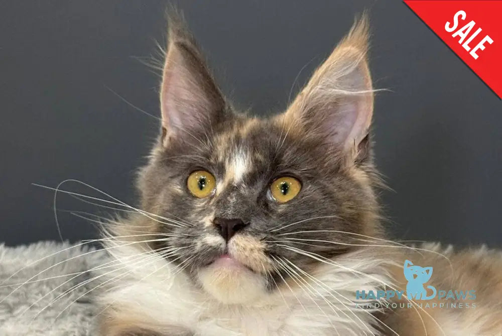 Gloria Maine Coon female blue tortie bicolour live animals