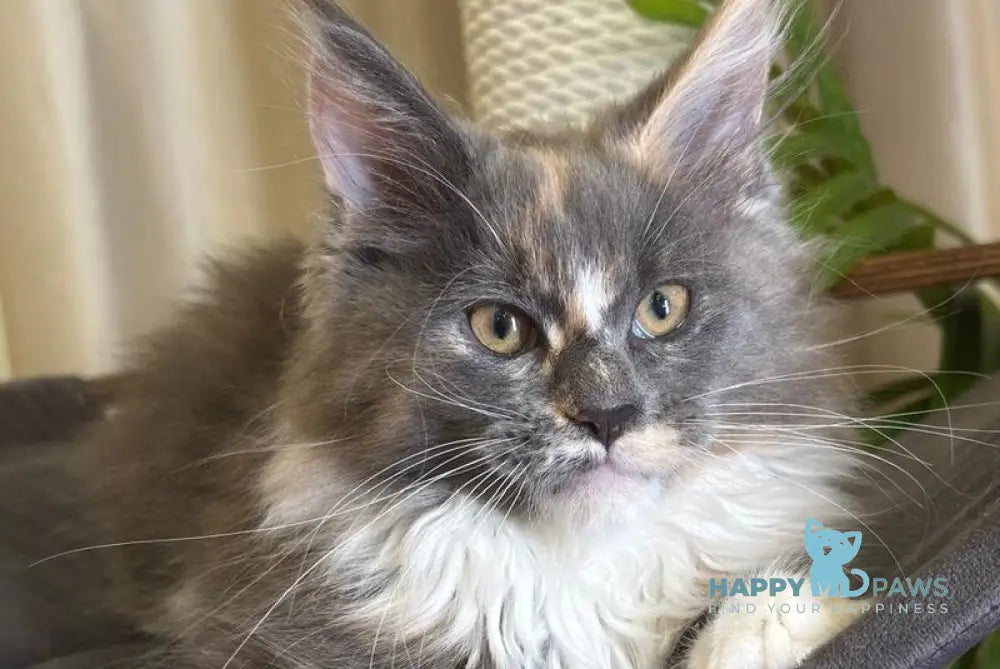 Gloria Maine Coon female blue tortie bicolour live animals