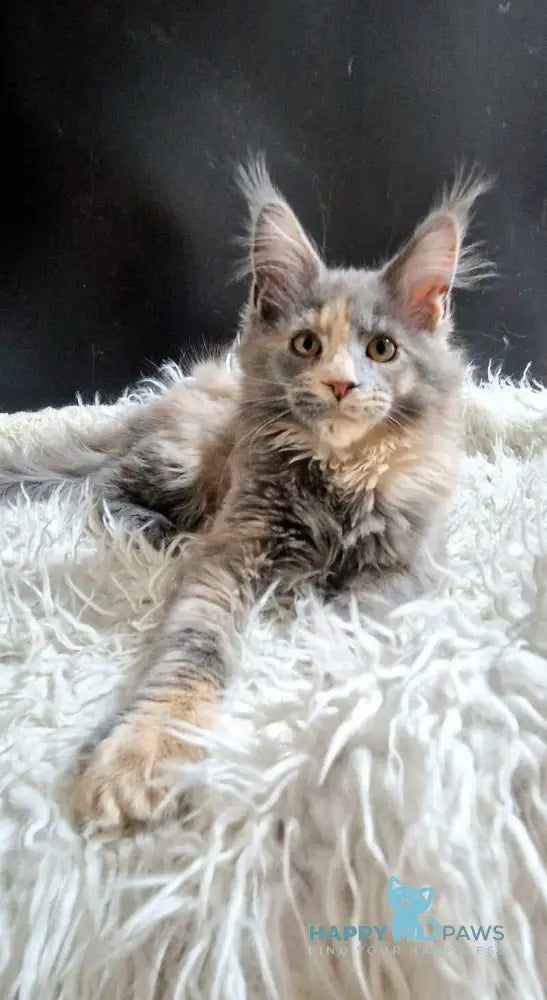 Gloria Maine Coon female blue tortie with white live animals