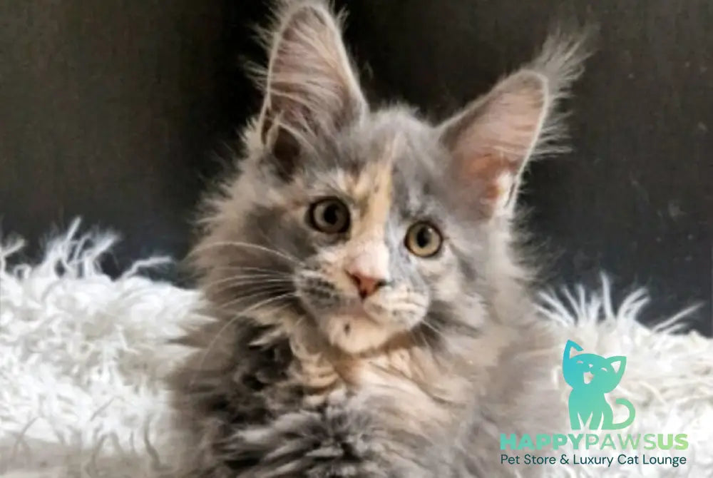 Gloria Maine Coon female blue tortie with white live animals