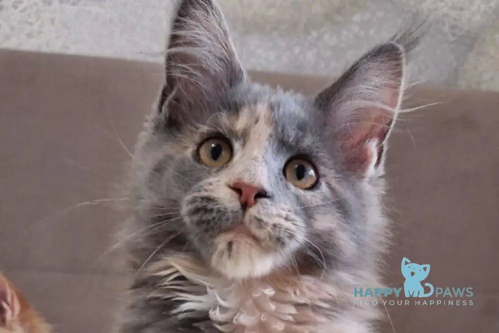 Gloria Maine Coon female blue tortie with white live animals