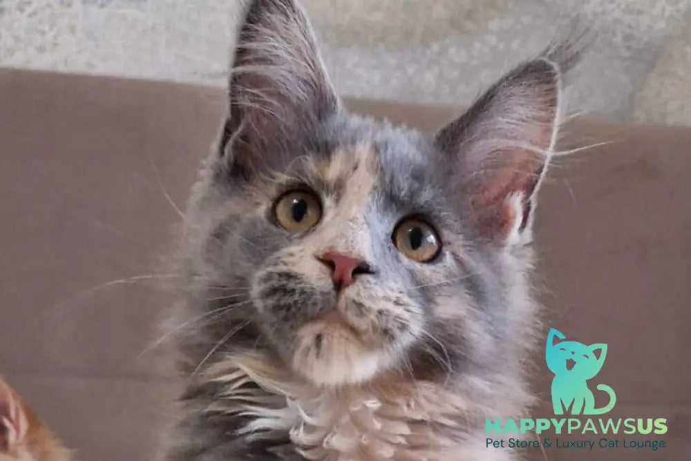 Gloria Maine Coon female blue tortie with white live animals