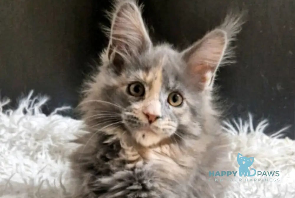 Gloria Maine Coon female blue tortie with white live animals