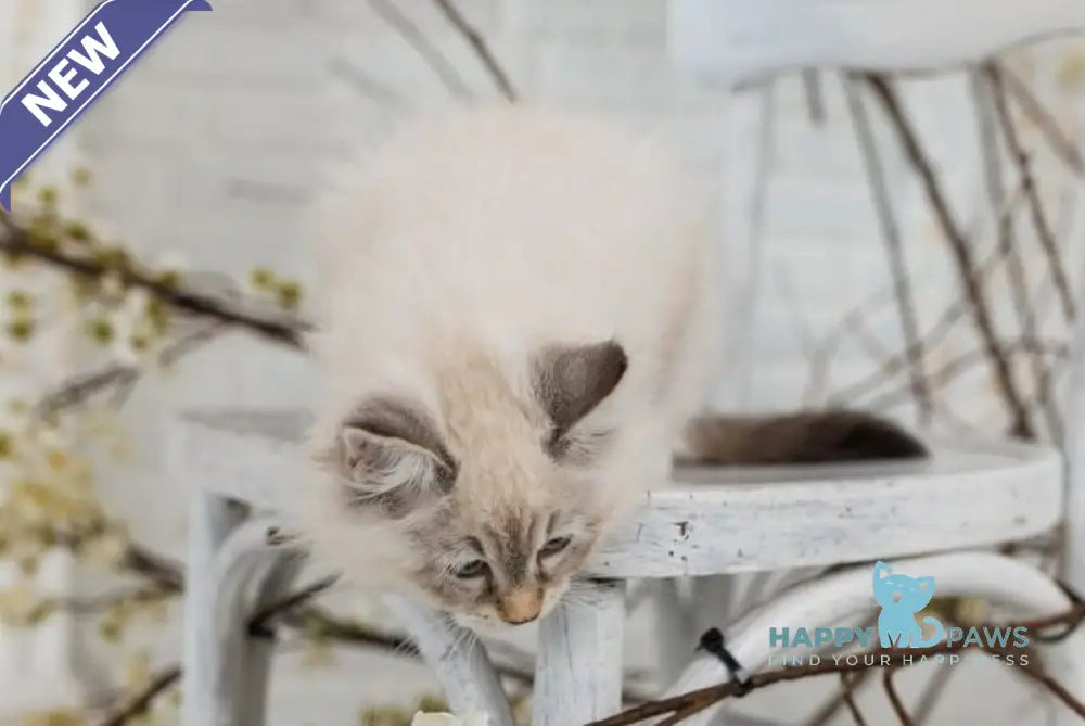 Gloria Neva Masquerade female blue tabby pointed with white live animals