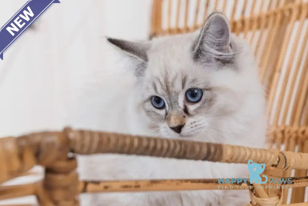 Gloria Neva Masquerade female blue tabby pointed with white live animals