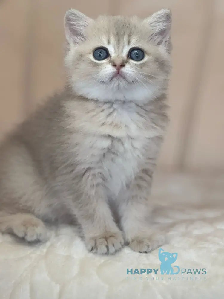 Gloria Scottish Straight female blue golden shaded live animals
