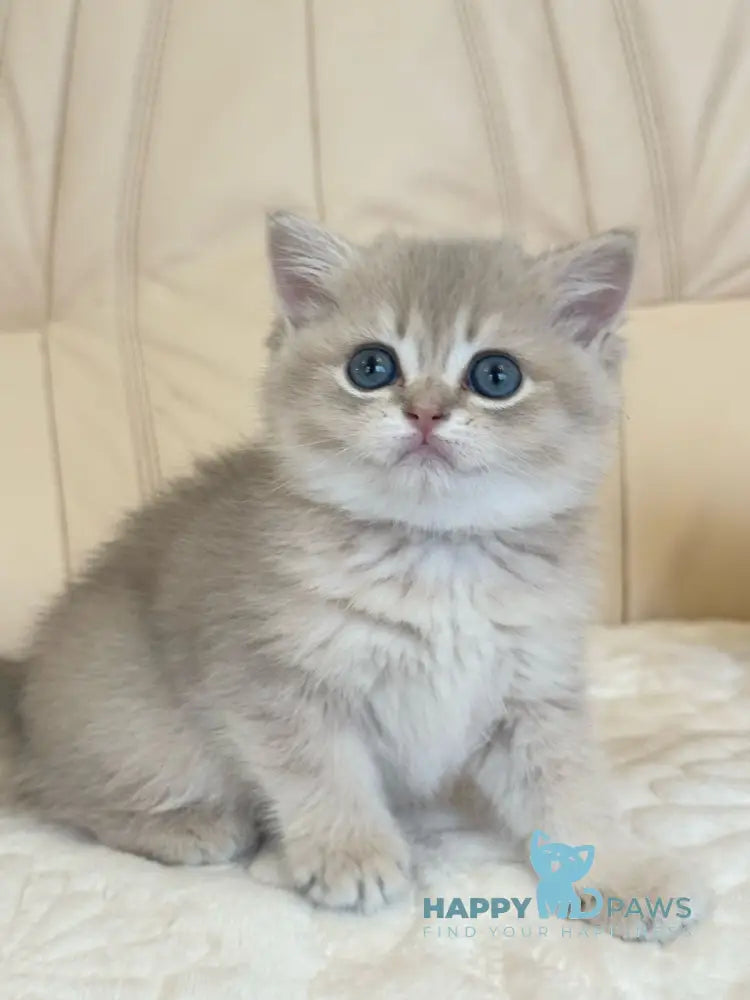 Gloria Scottish Straight female blue golden shaded live animals