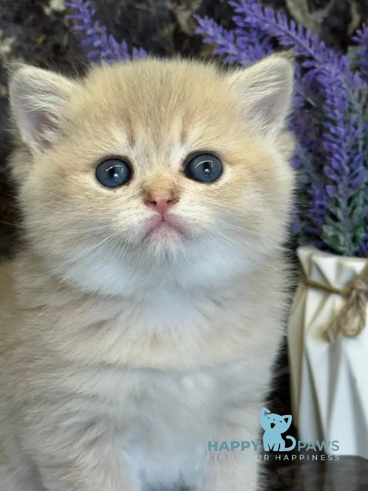 Gloria Scottish Straight female blue golden shaded live animals
