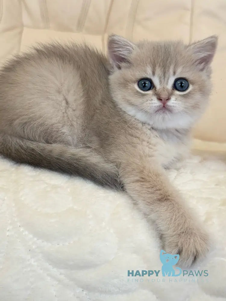 Gloria Scottish Straight female blue golden shaded live animals