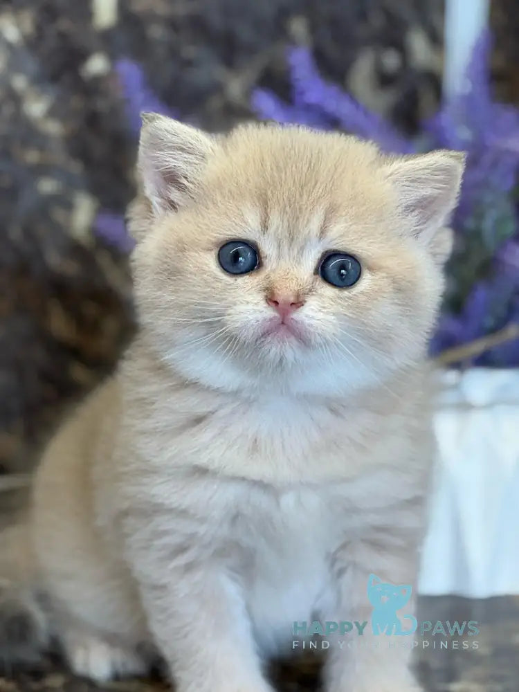 Gloria Scottish Straight female blue golden shaded live animals