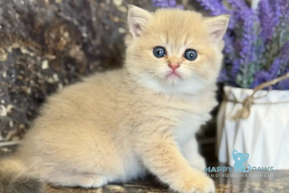 Gloria Scottish Straight female blue golden shaded live animals
