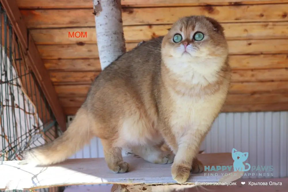 Gloria Scottish Straight female blue golden shaded live animals