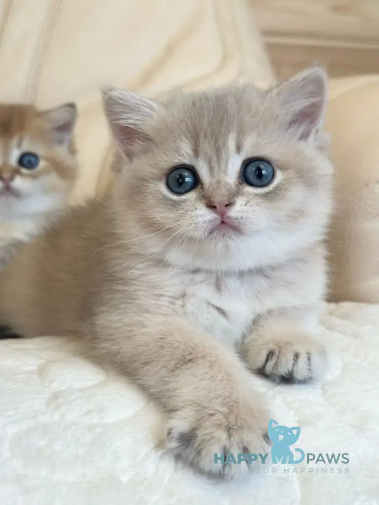 Gloria Scottish Straight female blue golden shaded live animals