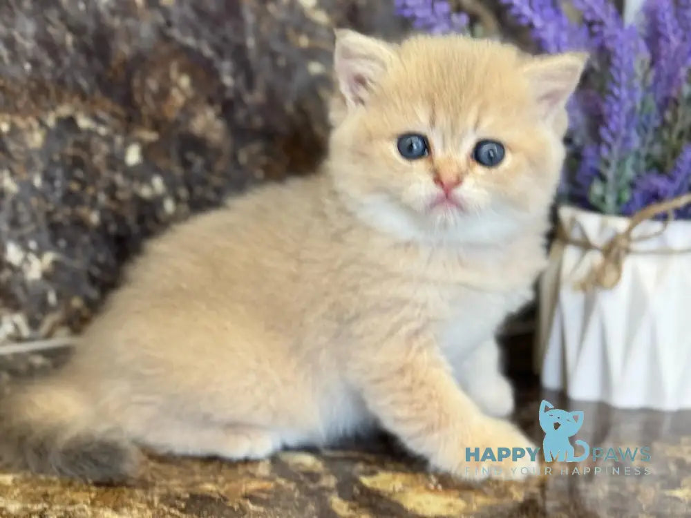Gloria Scottish Straight female blue golden shaded live animals