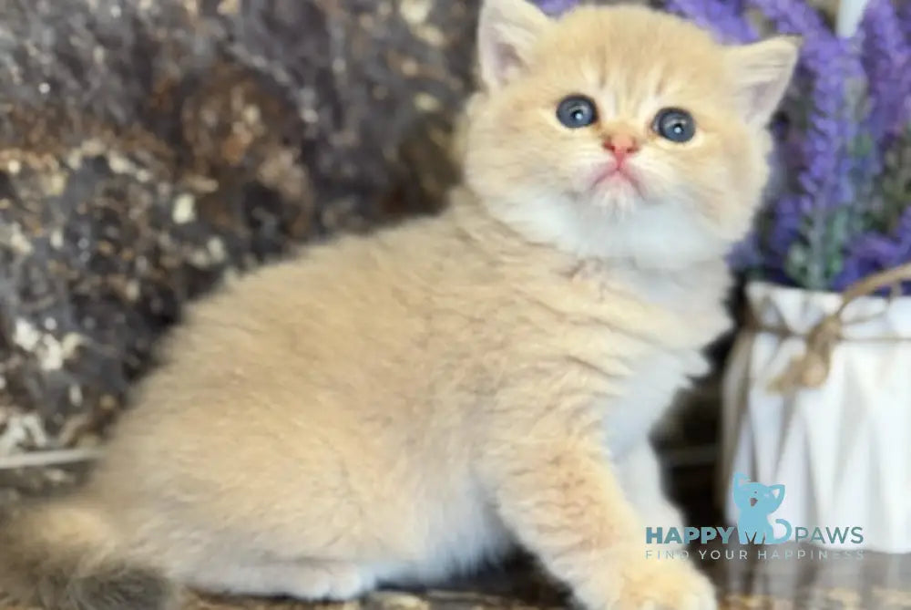 Gloria Scottish Straight female blue golden shaded live animals