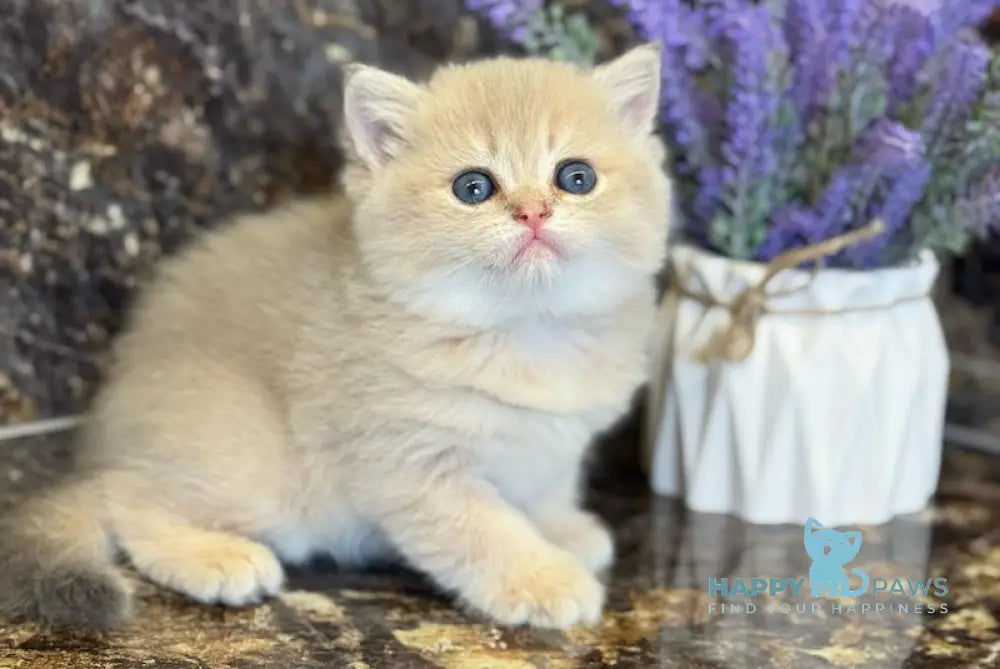 Gloria Scottish Straight female blue golden shaded live animals