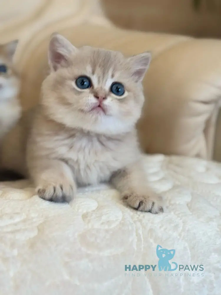 Gloria Scottish Straight female blue golden shaded live animals