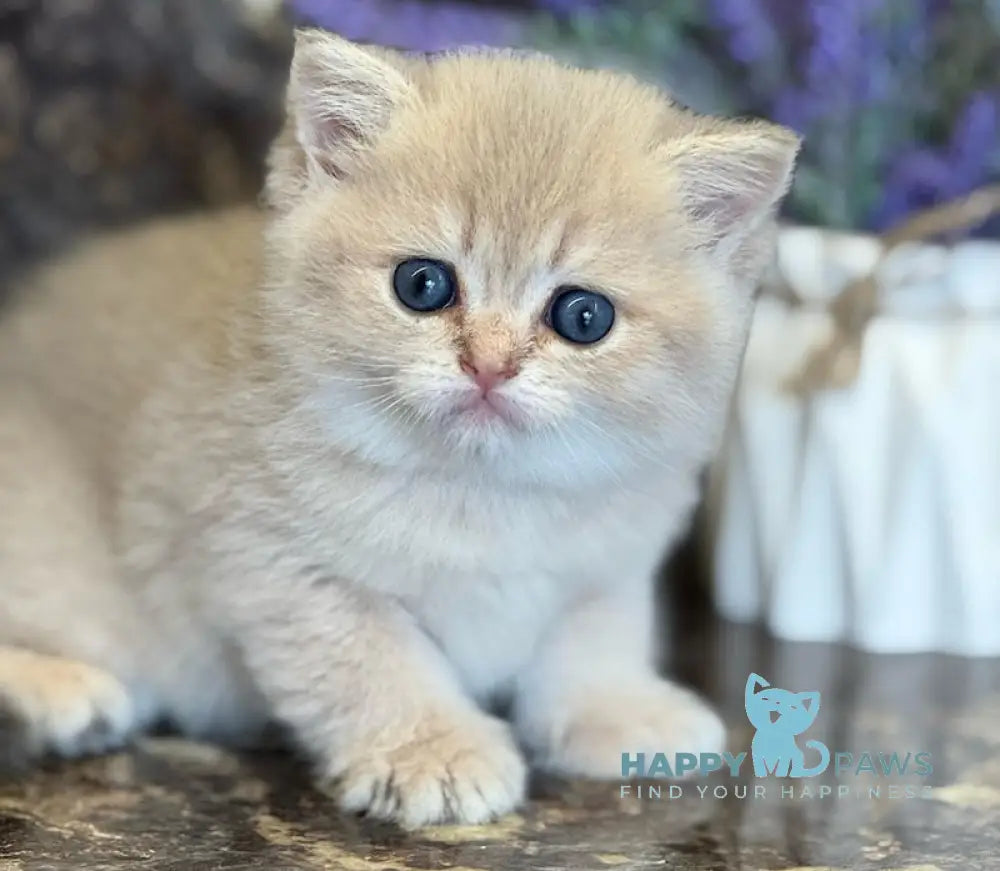 Gloria Scottish Straight female blue golden shaded live animals