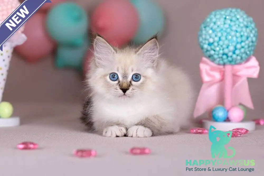 Gloria Siberian female blue with white tabby - live animals