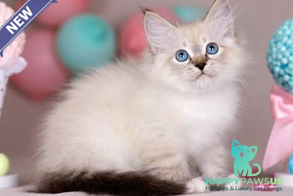 Gloria Siberian female blue with white tabby - live animals