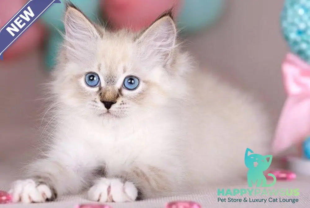 Gloria Siberian female blue with white tabby - live animals