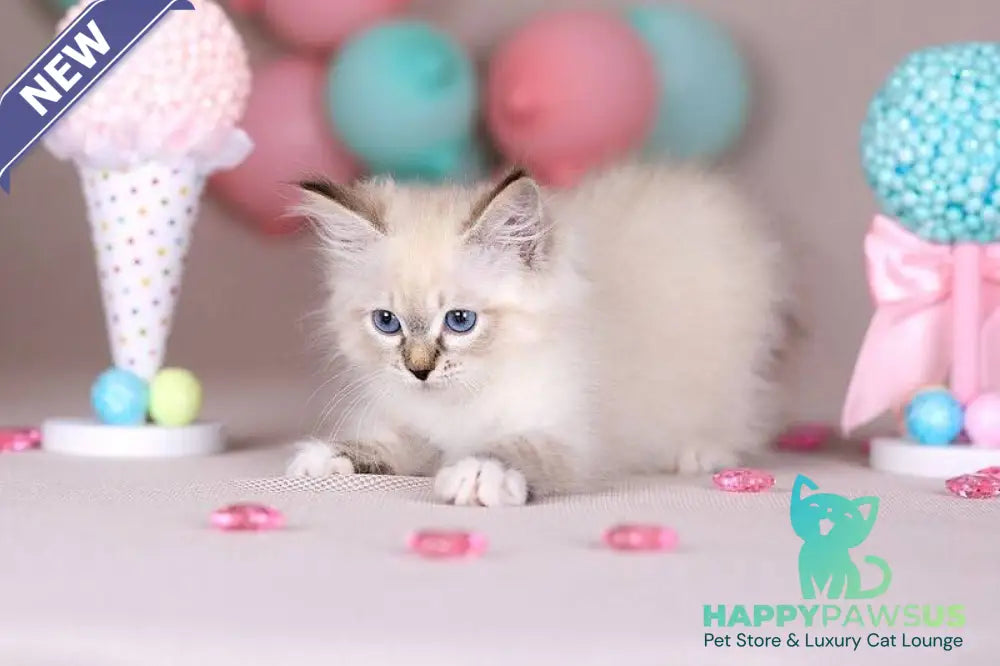 Gloria Siberian female blue with white tabby - live animals