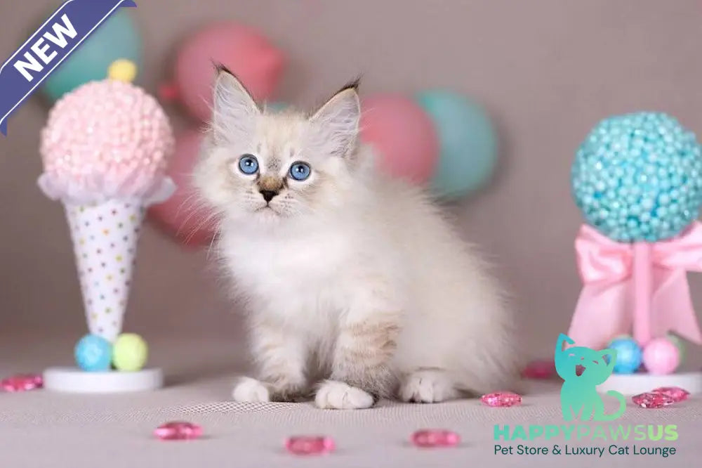 Gloria Siberian female blue with white tabby - live animals