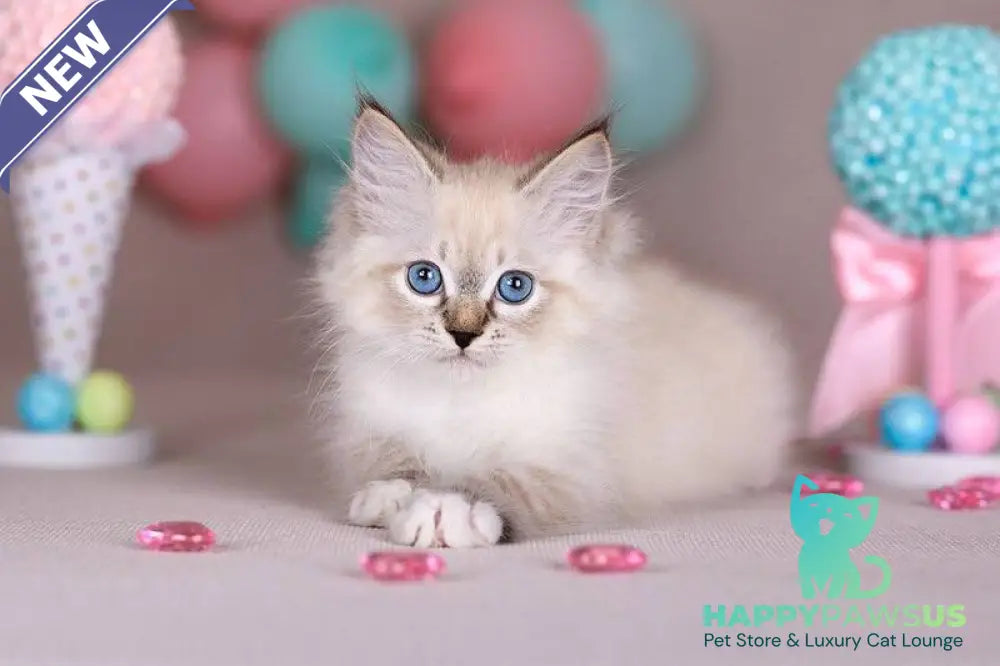 Gloria Siberian female blue with white tabby - live animals