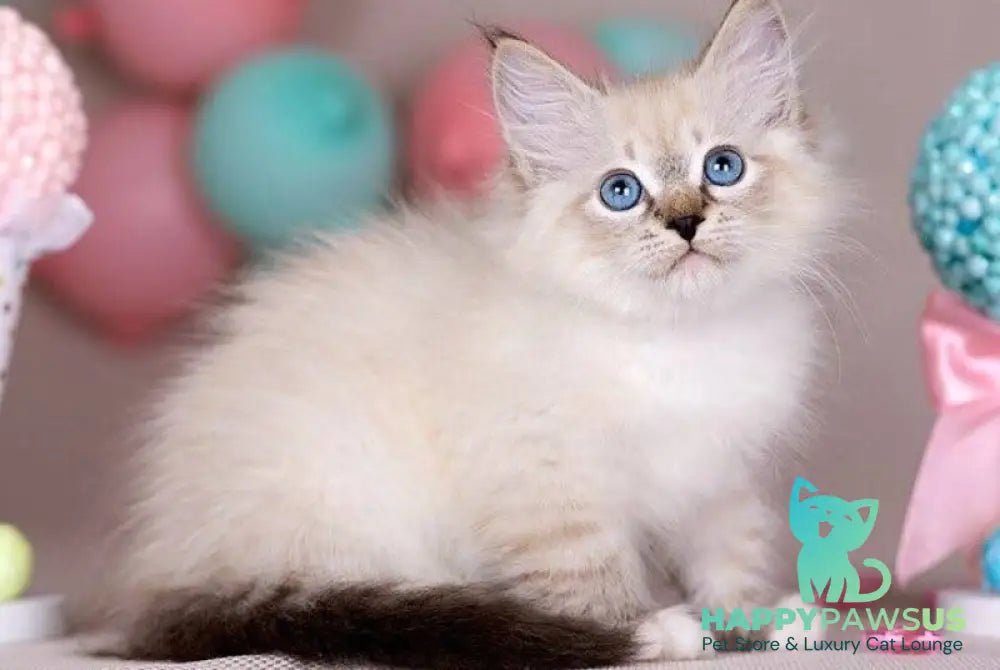 Gloria Siberian female blue with white tabby - live animals