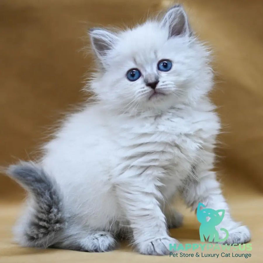 Gloriya Neva Masquerade female blue tabby pointed - live animals