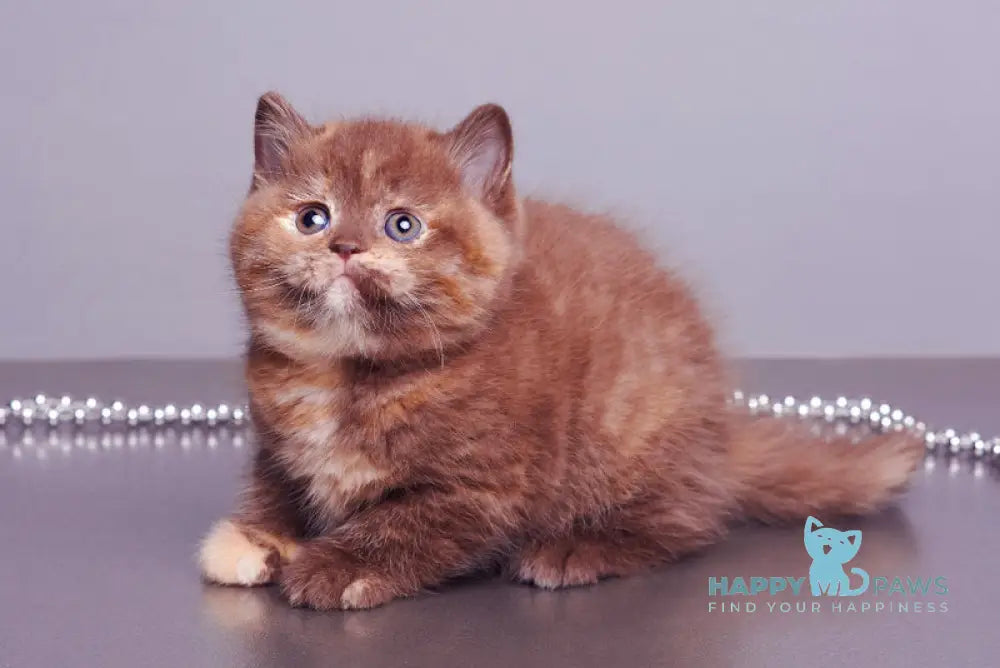 Glory British Shorthair female chocolate tortie live animals