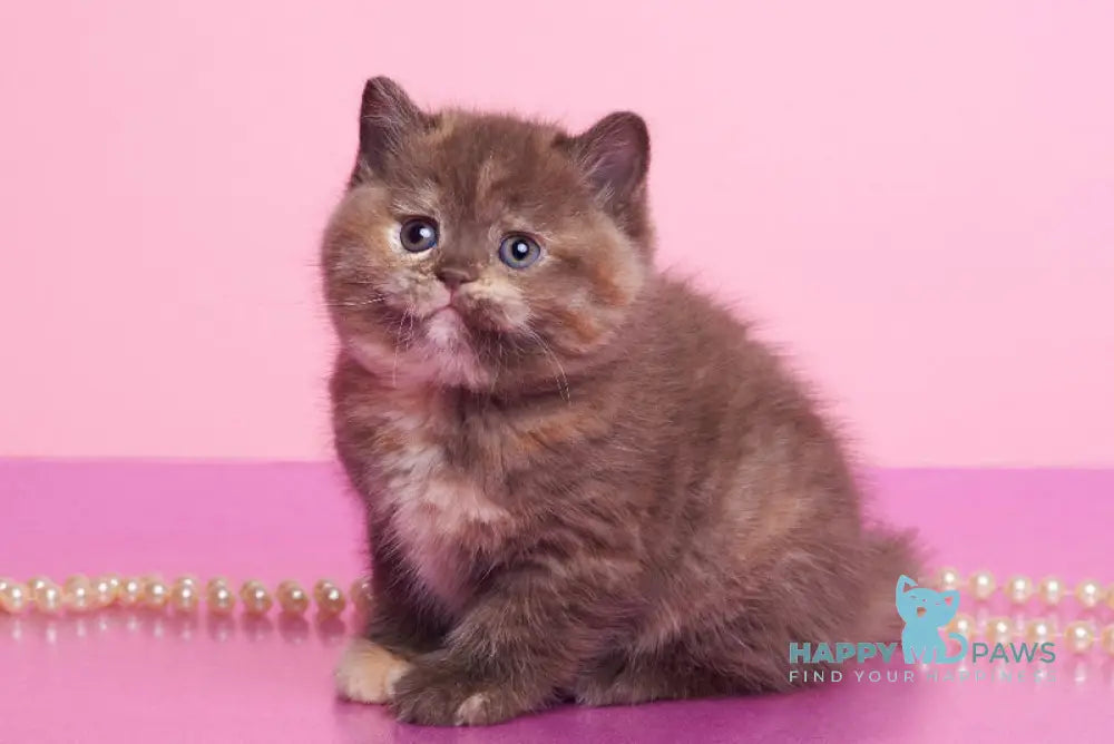 Glory British Shorthair female chocolate tortie live animals