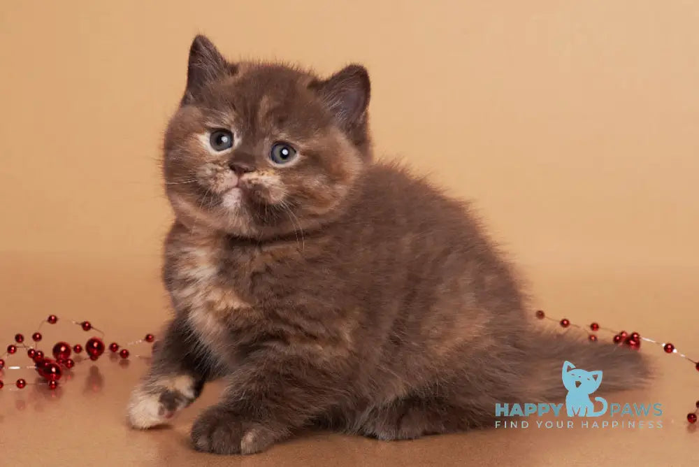 Glory British Shorthair female chocolate tortie live animals