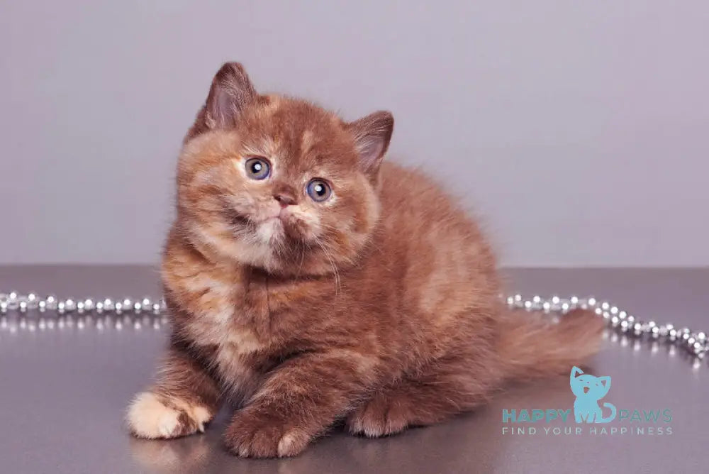 Glory British Shorthair female chocolate tortie live animals