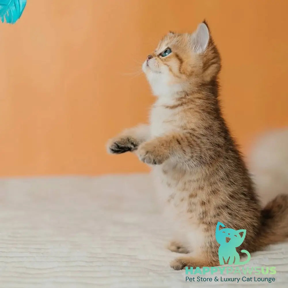Glroia Scottish Straight female black golden spotted tabby - live animals