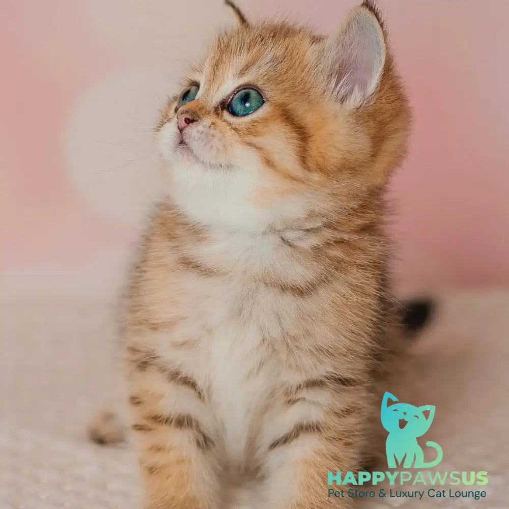 Glroia Scottish Straight female black golden spotted tabby - live animals