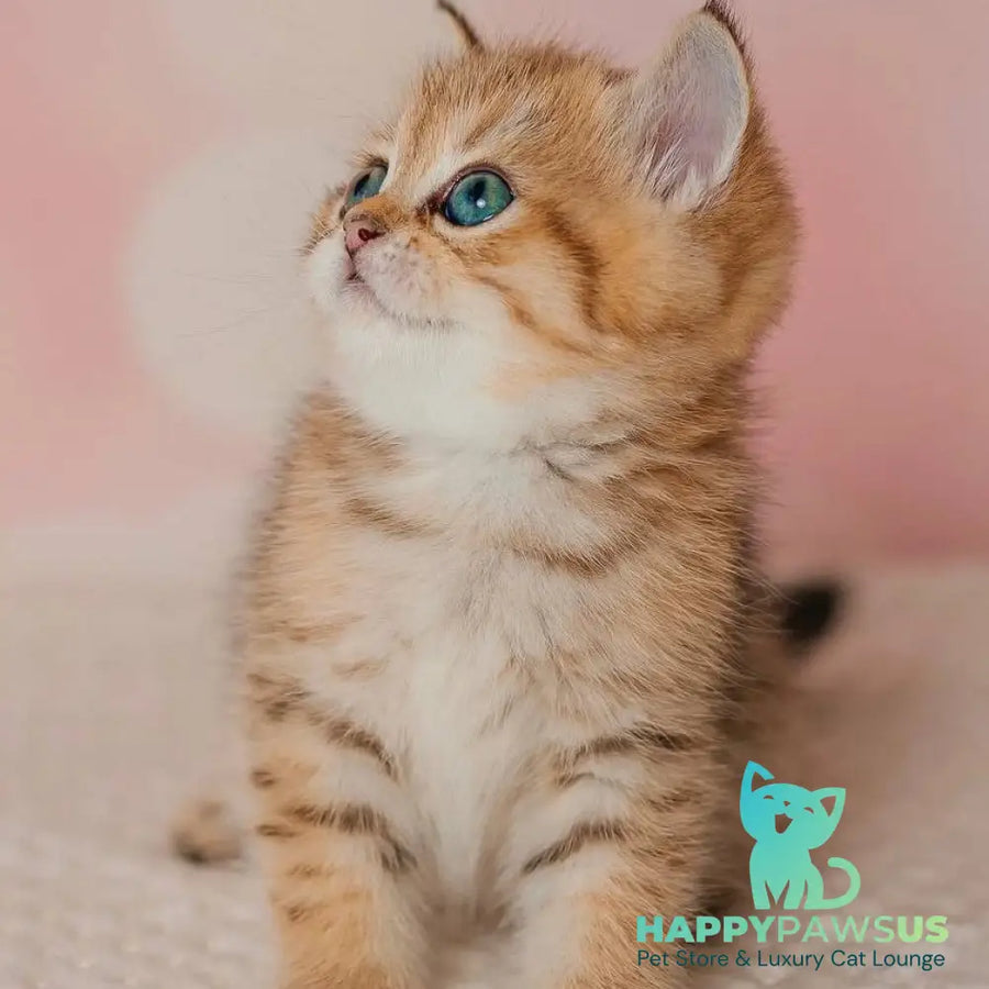 Glroia Scottish Straight female black golden spotted tabby - live animals
