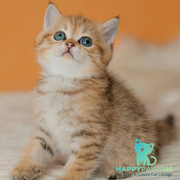 Glroia Scottish Straight female black golden spotted tabby - live animals