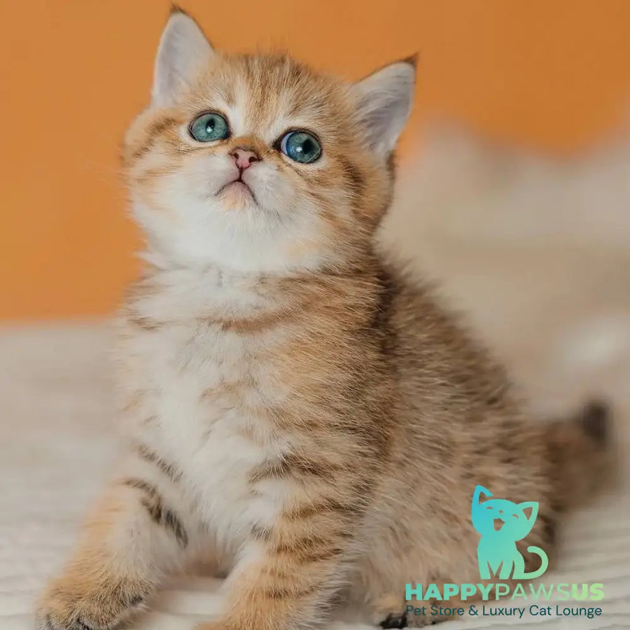Glroia Scottish Straight female black golden spotted tabby - live animals