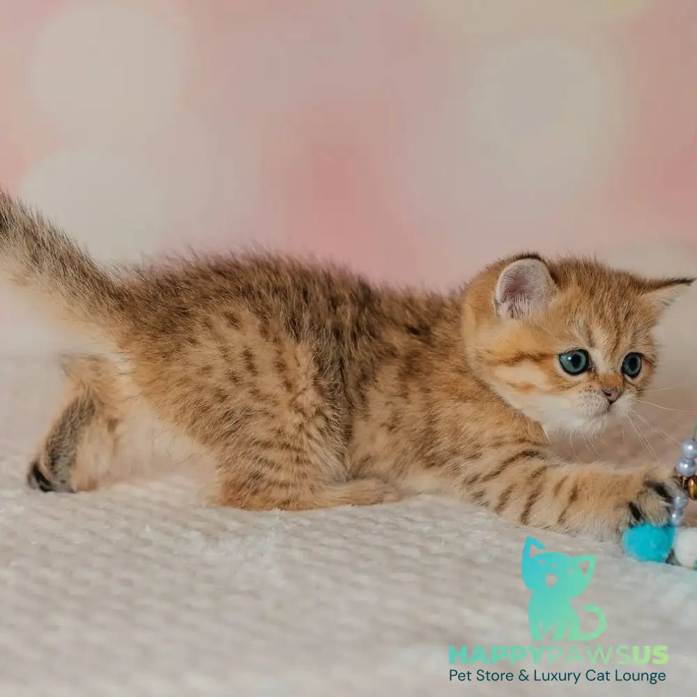 Glroia Scottish Straight female black golden spotted tabby - live animals
