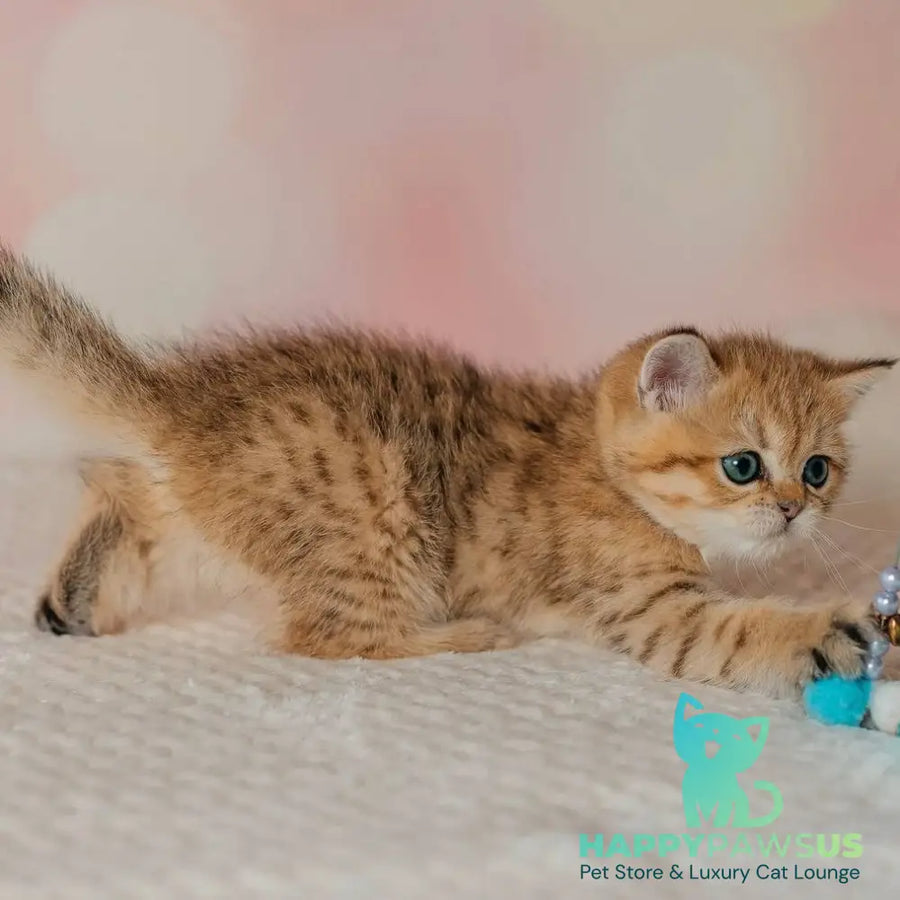 Glroia Scottish Straight female black golden spotted tabby - live animals