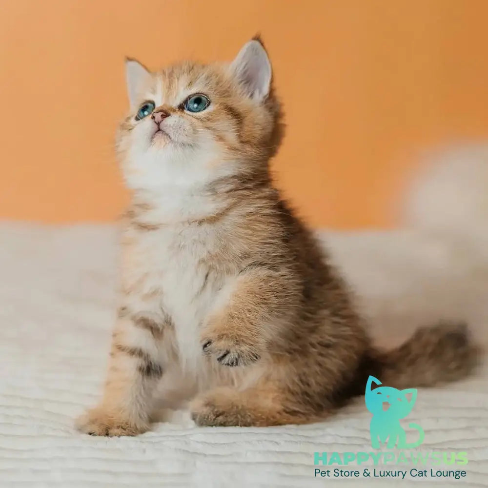 Glroia Scottish Straight female black golden spotted tabby - live animals