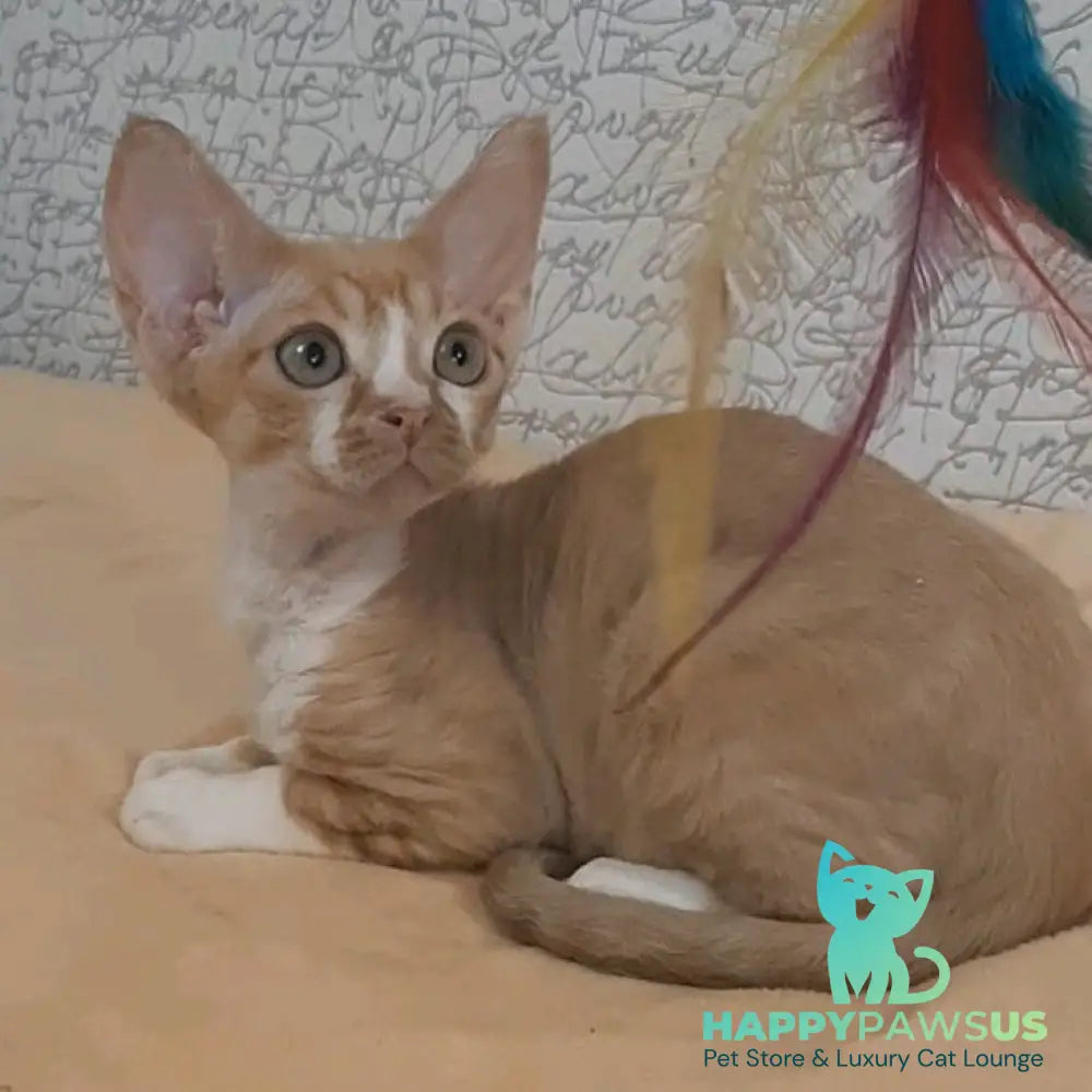Glykeria Devon Rex female red tabby bicolour - live animals