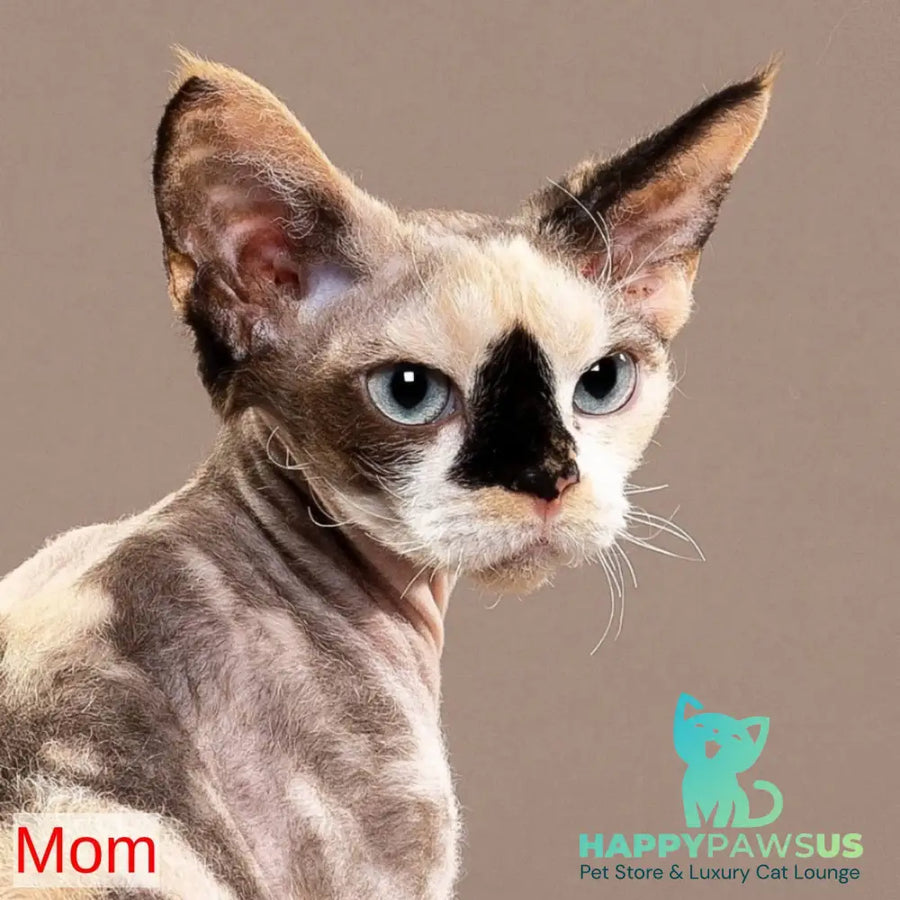 Glykeria Devon Rex female red tabby bicolour - live animals